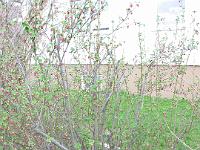 IMG_1276