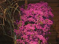 IMG_0067