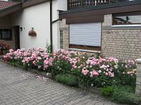 IMG_2024 Grüninger, Augustinerweg 7, Vorgarten 27 Punkte