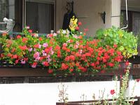 IMG_4683 Martin, Forchenweg 6/1, Balkon 27 Punkte