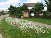 IMG_5880 Blumenwiese, Stubentalstr., Sontheim
